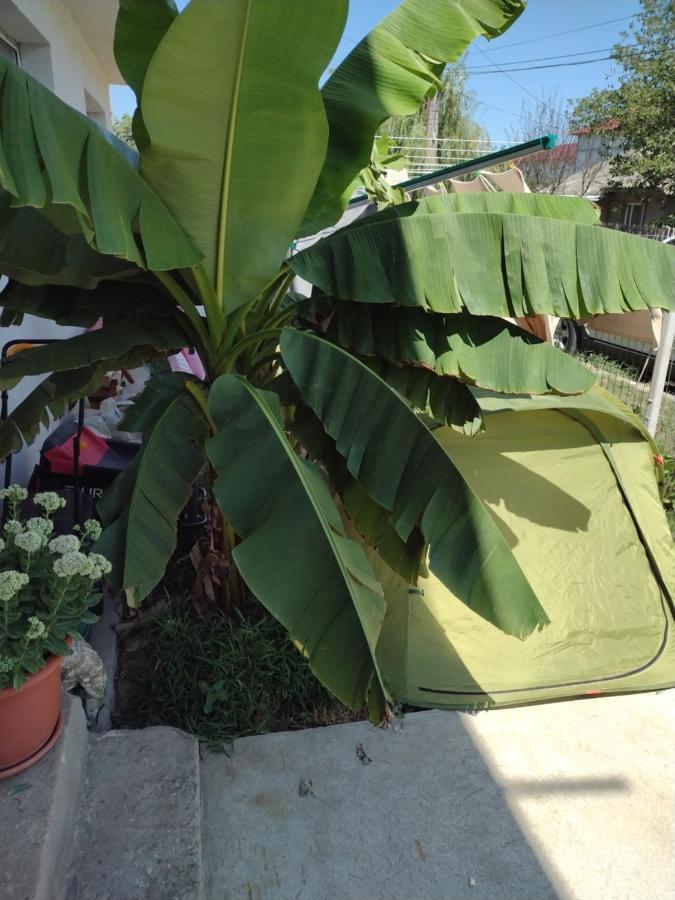 קוסטינסטי Thai House מראה חיצוני תמונה